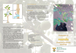 Brochure Marula 2013
