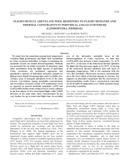 Adenylates in flight muscles of Colias eurytheme
