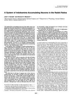A System of Indoleamine-Accumulating Neurons in the Rabbit Retina