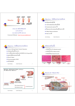 Muscles - ภาค วิชา สรีรวิทยา คณะ แพทยศาสตร์ ศิริราช พยาบาล