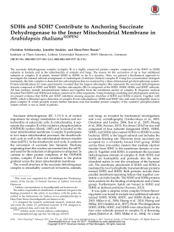 SDH6 and SDH7 Contribute to Anchoring