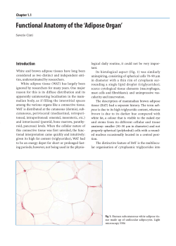 Functional Anatomy of the `Adipose Organ`