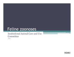 Feline zoonoses