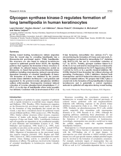 Glycogen synthase kinase-3 regulates formation of long