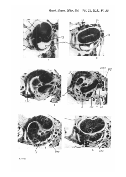Quart. Journ. Micr. Sci. Vol. 75, N. 8., PL 22