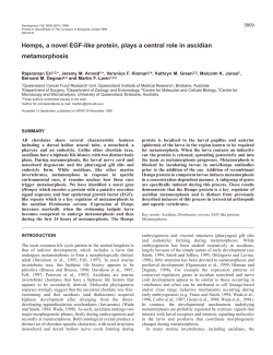 Role of EGF-like protein in metamorphosis - UQ eSpace