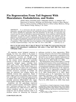 Fin regeneration from tail segment with musculature, endoskeleton