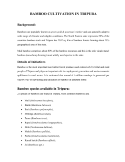 bamboo cultivation in tripura