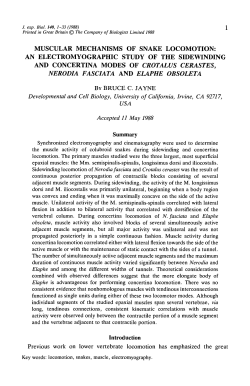 MUSCULAR MECHANISMS OF SNAKE LOCOMOTION: AN
