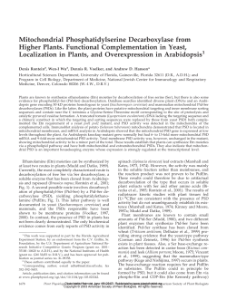 Mitochondrial Phosphatidylserine Decarboxylase