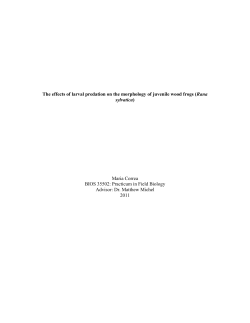 The effects of larval predation on the morphology of