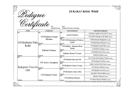 24 KARAT KOOL WHIP CH Kallista`s Palo Keiki