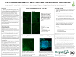 Is the circadian clock protein npCRYPTOCHROME2 in the eyestalks