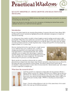 QUALITY SHEEPMEAT&mdash;BONE GROWTH AND