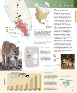 Florida Panther