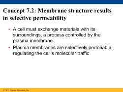 Concept 7.2: Membrane structure results in selective permeability