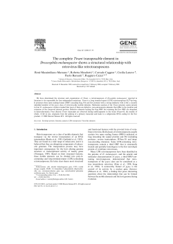 The complete Tirant transposable element in Drososphila
