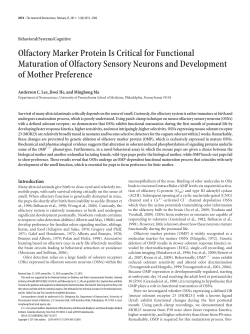 Olfactory Marker Protein Is Critical for Functional Maturation of