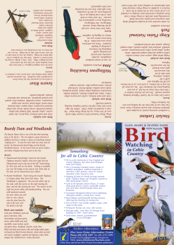 GI Birdwatching A3