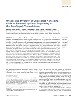 Unexpected Diversity of Chloroplast Noncoding RNAs as Revealed