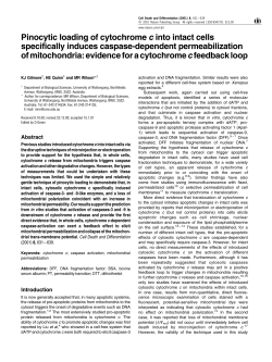 Pinocytic loading of cytochrome c into intact cells