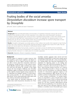 Fruiting bodies of the social amoeba Dictyostelium