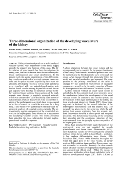 Three-dimensional organization of the developing