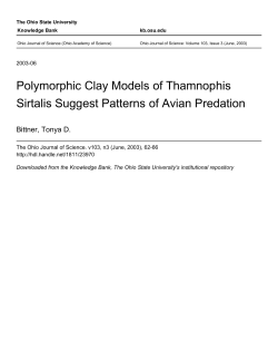 Polymorphic Clay Models of Thamnophis Sirtalis