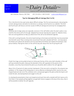 Difficult Calvings Part 3 - Northern Valley Dairy Production Medicine