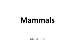 Mammals