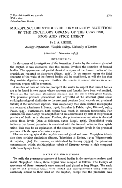 micropuncture studies of formed-body secretion by the excretory