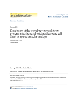 Dissolution of the chondrocyte cytoskeleton prevents mitochondrial