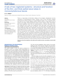 and thick-walled sieve tubes in monocotyledonous