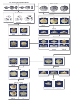 Key 1. Aid to identification of live collected specimens