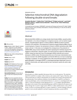 Selective mitochondrial DNA degradation following double