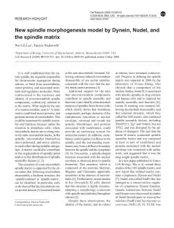 New spindle morphogenesis model by Dynein, Nudel, and