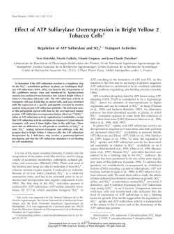 Effect of ATP Sulfurylase Overexpression in Bright
