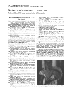 Tamiasciurus hudsonicus.