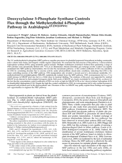 Deoxyxylulose 5-Phosphate Synthase Controls