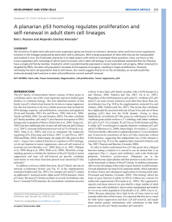 A planarian p53 homolog regulates proliferation