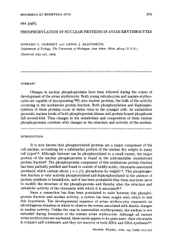 BRA 35483 PHOSPHORYLATION OF NUCLEAR