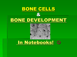 BONE CELLS AND BONE DEVELOPMENT PDF version