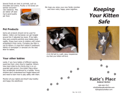 Kitten Safety - Katie`s Place