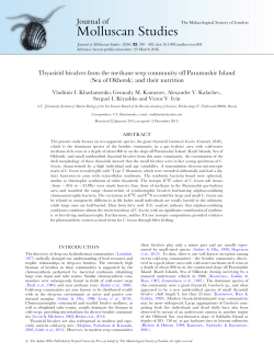 Thyasirid bivalves from the methane seep