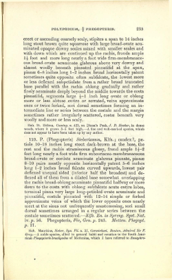235 erect or ascending coarsely scaly, stipites a span to 14 inches