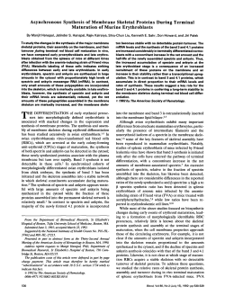 Asynchronous Synthesis of Membrane Skeletal Proteins During