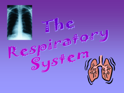STRUCTURES OF THE RESPIRATORY TRACT Lungs