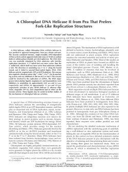 A Chloroplast DNA Helicase II from Pea That Prefers Fork