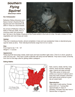Southern Flying Squirrel