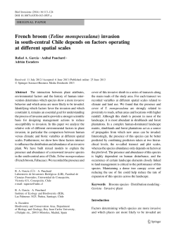 French broom (Teline monspessulana) invasion in south